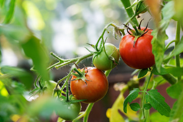 Red and green tomatoes hang in a greenhouse in the garden. The harvest in the fall.