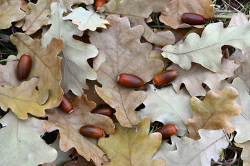 autumn leaves on wooden table