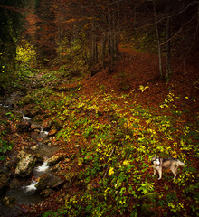 autumn in the forest