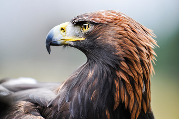 Eagle. Golden eagle head detail. Aquila chrysaetos