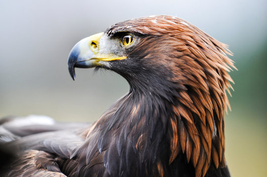 Golden Eagle Head Images – Browse 15,335 Stock Photos, Vectors, and Video |  Adobe Stock