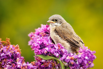 Lesser whitethroat on violet flowers. Blossoming Syringa vulgaris. Sylvia curruca
