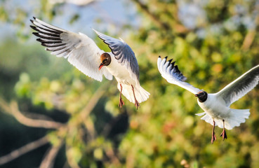 Seagull in fly. Black headed seagull is flying over grass. Ichthyaetus melanocephalus