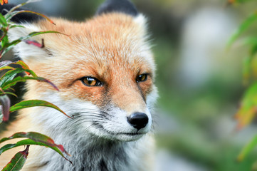 Red fox eyes. Red fox head detail. Vulpes vulpes