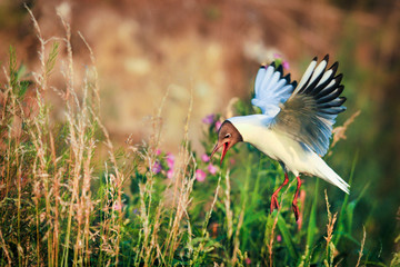 Seagull in fly. Black headed seagull is flying over grass. Ichthyaetus melanocephalus