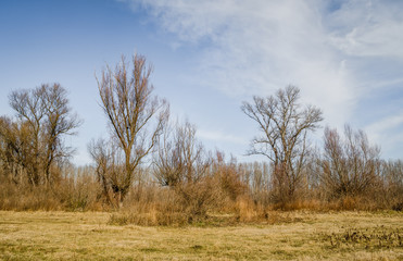 Panorama sleeve of the Danube River near Novi Sad 