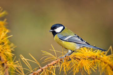 Obraz premium Great tit sitting on larch branch in autumn. Parus major small colour bird.