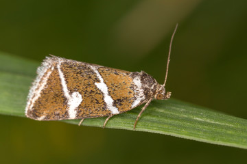 Deltote bankiana, the silver barred, is a species of moth of the family Noctuidae. 