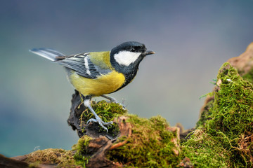 Great tit sitting on wooden stump with green moss. Beautiful small bird in natural habitat. Parus major