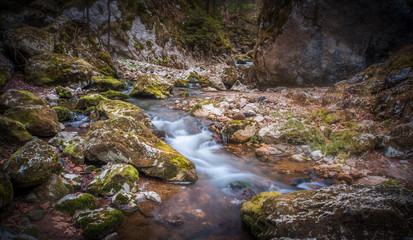 mountain stream in the forest