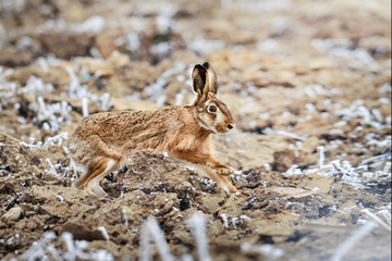 WIld hare sitting on field without green grass. Hare in winter.