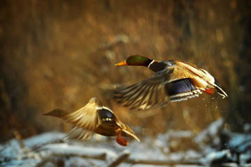 Duck fly in winter. Two duck is flying over the river. Evening light ducks fly. Anas platyrhynchos