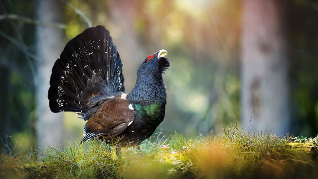 Fototapeta Capercaillie, Tetrao urogallus in deep forest