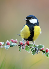 Great tit on frozen green branch in winter with red fruits. Parus major © Milan