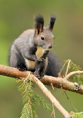 Naklejka na ściany i meble Red squirrel on brach in summer. Sciurus vulgaris. Squirrel close up.
