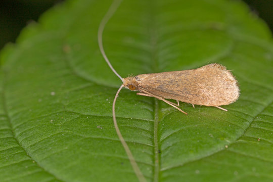 Nematopogon swammerdamella is a moth of the family Adelidae.
