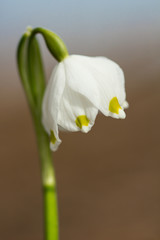 Spring snowflake (Leucojum vernum), perennial bulbous flowering plant species in the family Amaryllidaceae, single white flower with yellow or greenish marks near the tip of tepals, Asparagales, Amary