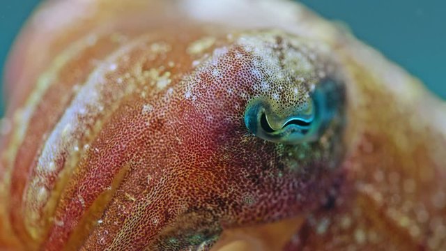 Close up Cuttlefish changing colors. Underwater scene, Ambon (Indonesia)