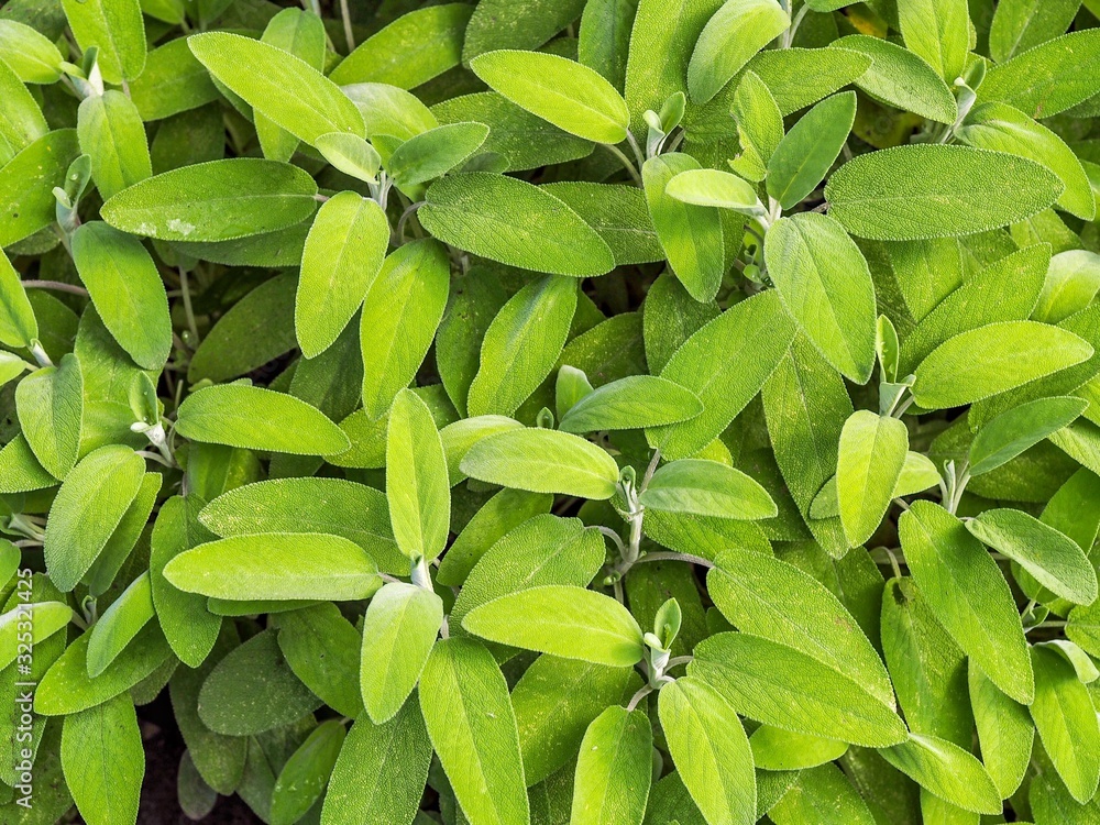 Canvas Prints Sage green leaves background