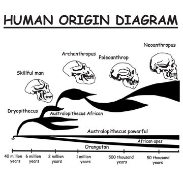 Evolution of the skull. Human origin diagram. Neoanthropus. Poleoanthrop. Orangutan. African apes Australopithecus powerful. Archanthropus. Skillful man. Dryopithecus.