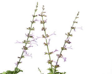 Isolated flowers of Salvia scabra