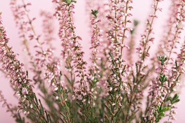 Beautiful pink heather flowers background for wedding or love greetings