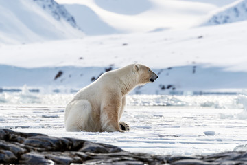 Fototapeta na wymiar Adult male polar bear sits at the edge of the ice in Svalbard, side view
