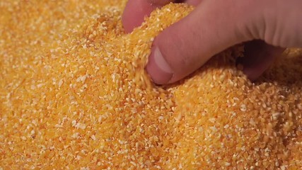 corn grits close up for cooking porridge food texture pattern close up footage