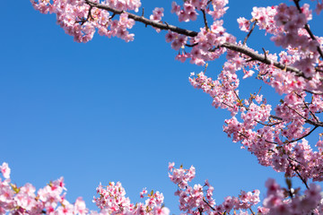 (静岡県-風景)青空の下の河津桜１６