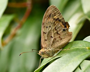 Common brown butterfly, Nymphalidae Heteronympha merope, with closed wings, on a lilly pilly tree in a Wonthaggi Garden on the Bass Coast in Gippsland, Victoria, Australia.