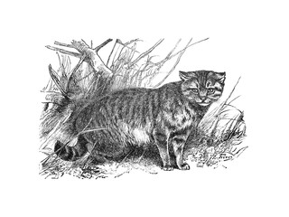 Home cat or House cat (felis catus) Engraved antique illustration from Brockhaus Konversations-Lexikon 1908 © Basicmoments