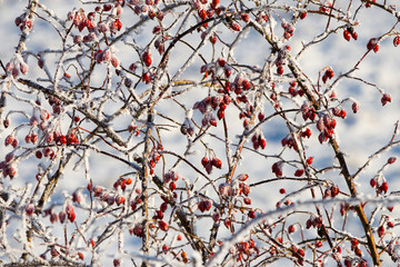 Red rose hips in winter