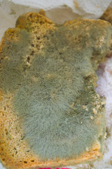 Moldy rotten bread on white background. Inappropriate attitude toward food, modern life,...