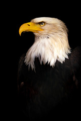 Portrait Bald eagle, Haliaeetus leucocephalus, on the black background