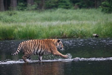 Naklejka na ściany i meble The Siberian tiger (Panthera tigris Tigris), or Amur tiger (Panthera tigris altaica) in the forest walking in a water.