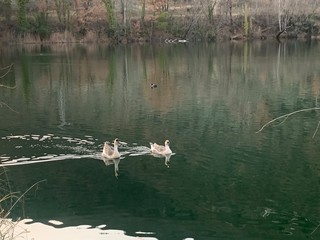 alligator in everglades