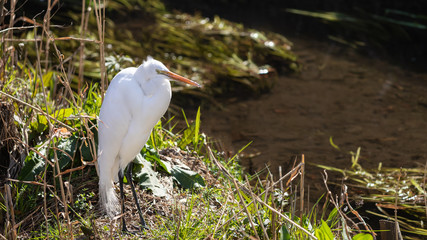羽を繕いくちばしが羽毛だらけになったダイサギ