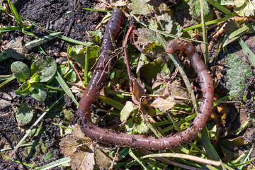 Wurm