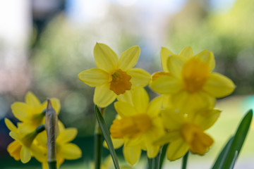 Gelbe Narzisse im Frühling nahaufnahme