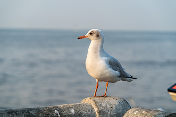 seagull on the beach