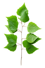 Green birch leaf isolated on white background.