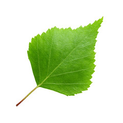 Green birch leaf isolated on white background.