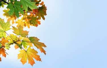multi-colored maple leaves against the blue sky