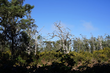 Sträucher und Bäume an der Mühlenlevada (Porto Moniz)
