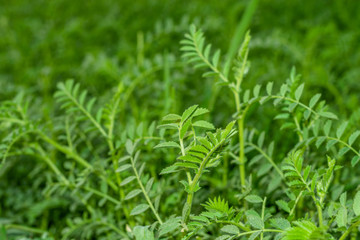 Fototapeta na wymiar gram in farm green and healthy gram plants in Asian country 