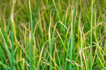 Fototapeta premium lots of green and growing leaves of onion 
