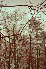 Tree branch silhouette red background in Tiergarten Berlin Germany