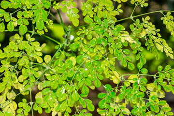 Looking up at the leaves at the top of a young moringa tree, used for alternative medicine. 