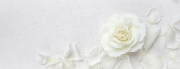 Beautiful white rose and petals on white background. Ideal for greeting cards for wedding,...