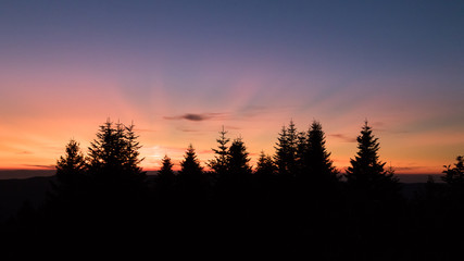 sunset in forest with sunray and silhouette of pine trees